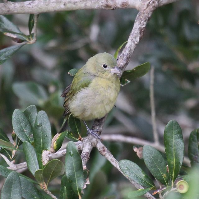 Painted Bunting